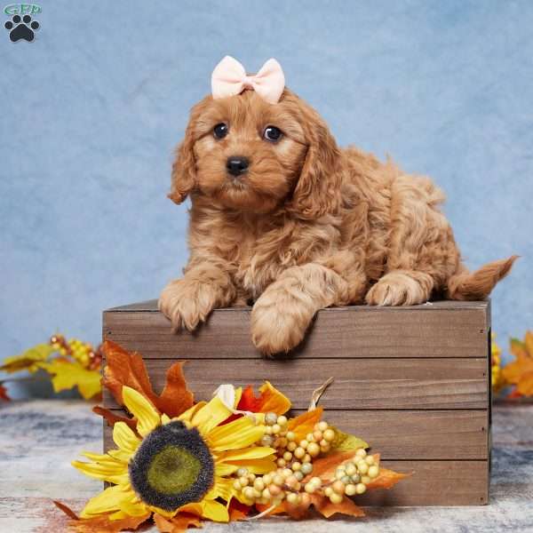 Bailey, Cavapoo Puppy